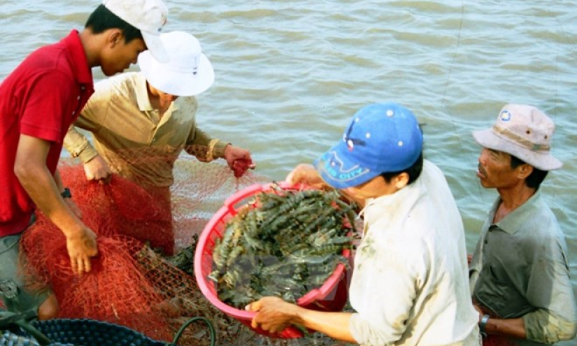 Tình hình nuôi tôm có nhiều dấu hiệu khả quan trong tháng 1