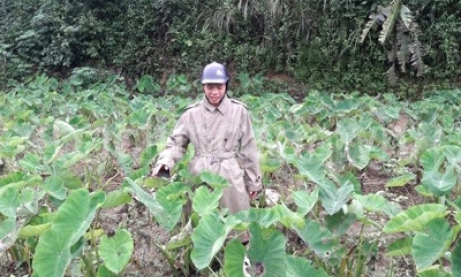 Thành công trong nhân giống khoai môn Tràng Định bằng phương pháp nuôi cấy mô tế bào