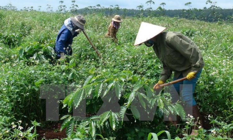 Tập đoàn Cao su Việt Nam sẽ phát hành cổ phiếu lần đầu vào quý 2