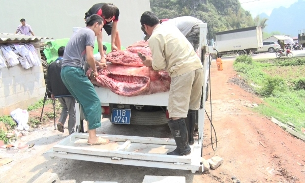 Cao Bằng: Tiêu hủy hơn 4.000 kg thịt lợn bẩn