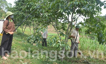 Ứng dụng khoa học vào chăm sóc hồng không hạt Bảo Lâm