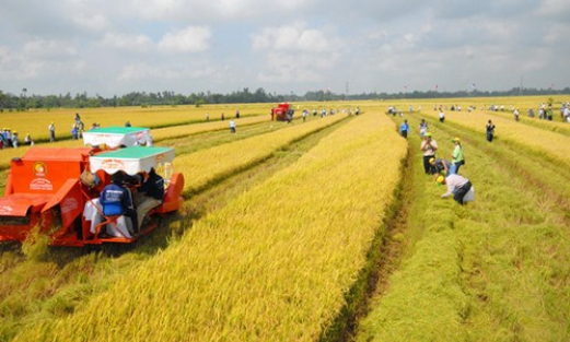 Thúc đẩy tích tụ, tập trung đất đai, tạo điều kiện tái cơ cấu nông nghiệp