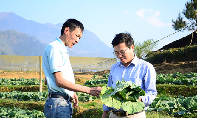 Tiên phong, dẫn đường cho sản xuất rau an toàn ở Sa Pa, Lào Cai