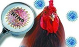 Virus cúm A/H7N9 độc lực cao có khả năng lây truyền gấp 1.000 lần