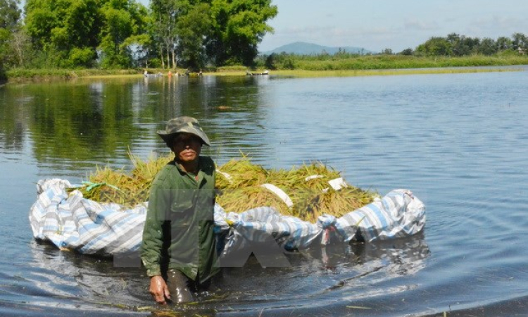 Đắk Lắk thiệt hại hơn 75 tỷ đồng do đợt mưa lũ bất thường