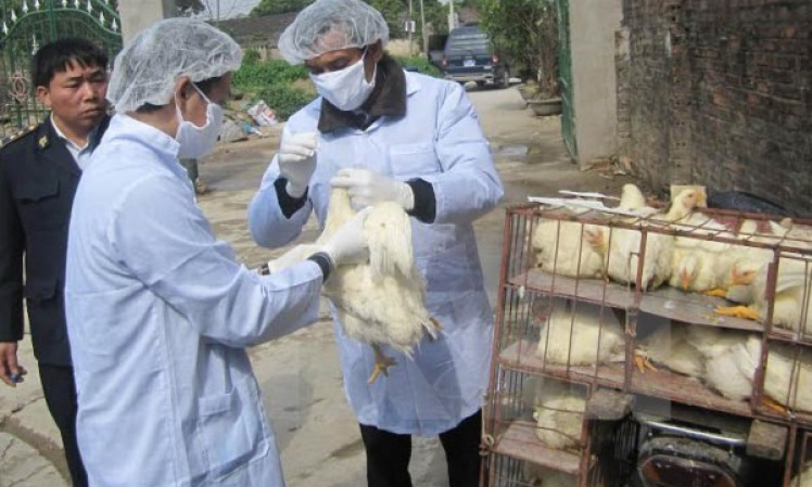 Xuất hiện ổ dịch cúm gia cầm H5N1 mới tại tỉnh Quảng Ninh