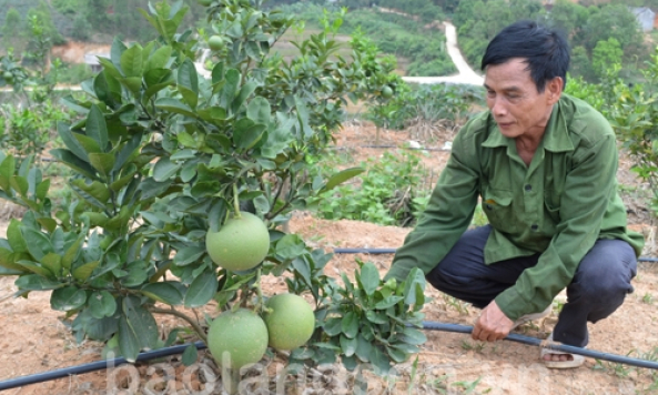 Đưa giống, công nghệ mới vào sản xuất cây ăn quả