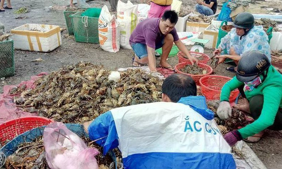 Hỗ trợ người nuôi tôm hùm tỉnh Phú Yên