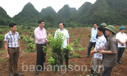 Lãnh đạo UBND tỉnh kiểm tra mô hình sản xuất nông nghiệp tại huyện Bắc Sơn