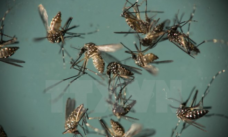 Mỹ phát hiện muỗi mang virus Zika tại miền Nam bang New Mexico