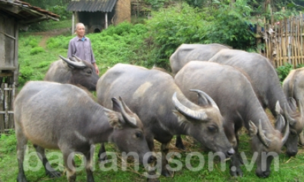 Bắc Sơn tập trung phát triển chăn nuôi