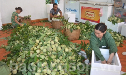 Lan tỏa phong trào sản xuất na an toàn