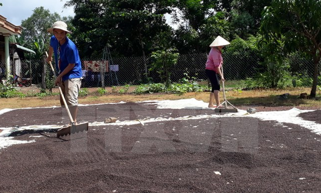 Vị thế của hồ tiêu Việt Nam đang rất vững chắc trên thế giới