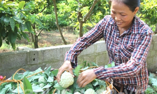 Nông sản “vàng” xứ Lạng