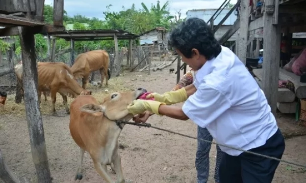 Gia Lai: Khẩn trương ngăn chặn dịch lở mồm long móng trên đàn gia súc