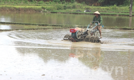 Tập trung sản xuất vụ mùa