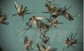 Công bố chi tiết về loại muỗi Aedes đang gây dịch sốt xuất huyết