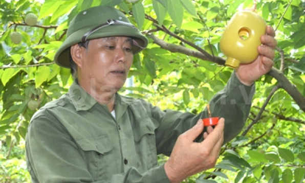 Kỹ thuật mới trong chăm sóc cây na