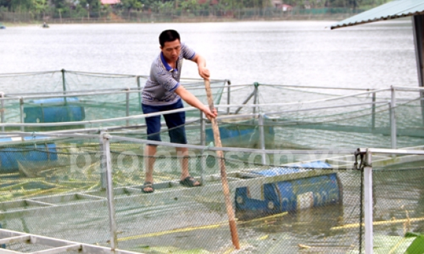 Chú trọng phát triển nuôi cá lồng