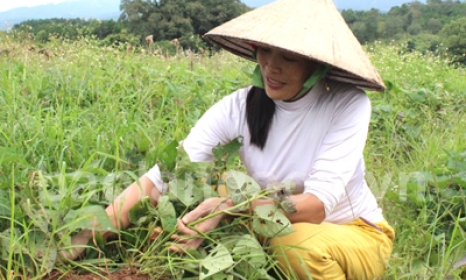 Tạo đà giảm nghèo bền vững