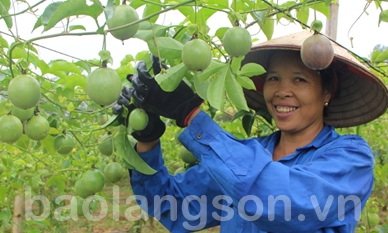 Triển vọng từ cây chanh leo