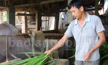 Khá lên từ chăn nuôi gia súc