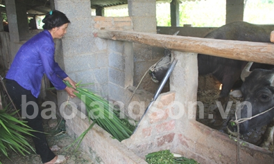 Phòng, chống đói rét cho gia súc