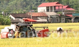 Khẩn trương thu mùa, làm đông