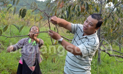 Cây đặc sản cần được cải tạo phát triển