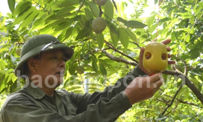 Nghiên cứu ứng dụng khoa học phòng chống sâu bệnh hại na