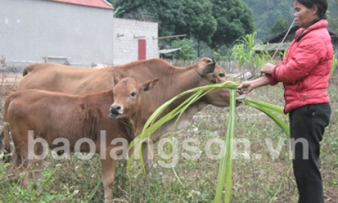 Trao “cần câu” cho người nghèo