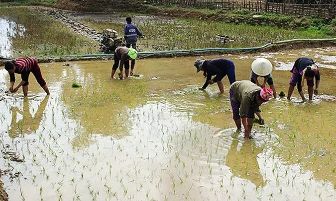 Hơn 93 nghìn ha lúa đã có nước gieo cấy vụ đông xuân