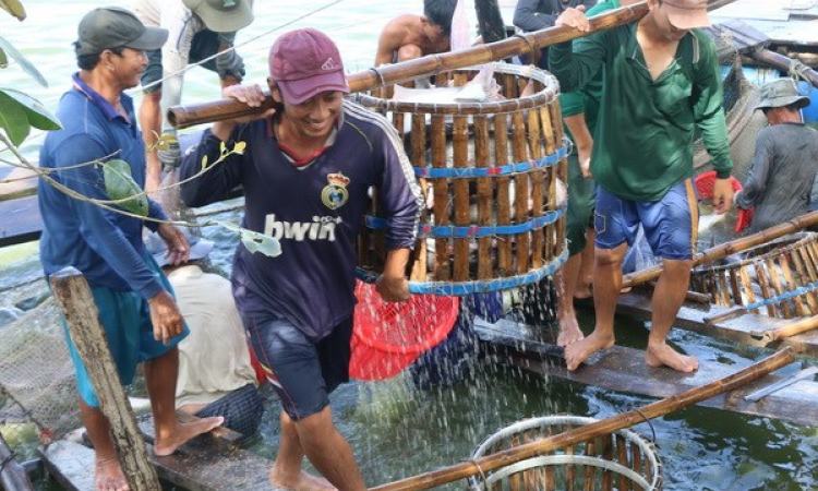 Giá cá tra tăng kỷ lục, doanh nghiệp &#39;khát&#39; nguyên liệu chế biến