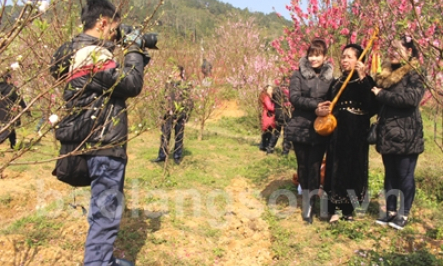 Gần 700 cây hoa đào trưng bày tại Hội chợ hoa đào Quảng Lạc