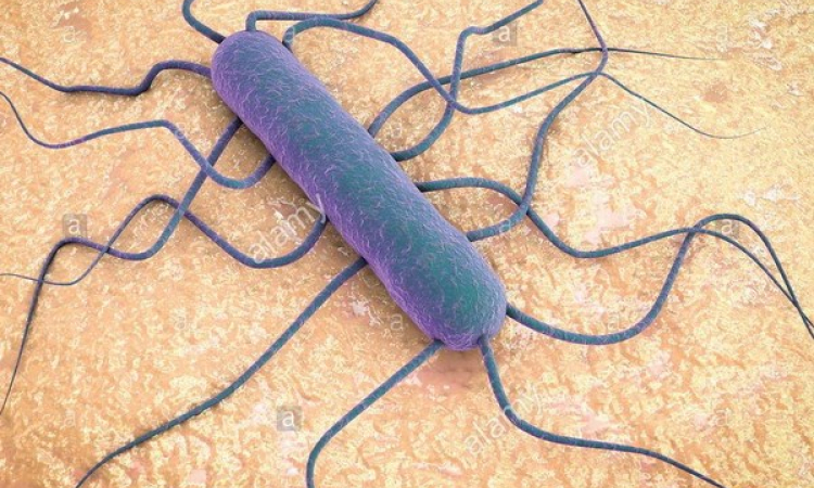 Nam Phi cảnh báo nguy cơ bùng phát nhiễm khuẩn Listeria