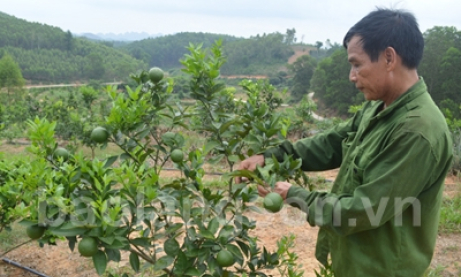 Phát triển vùng cây ăn quả tập trung