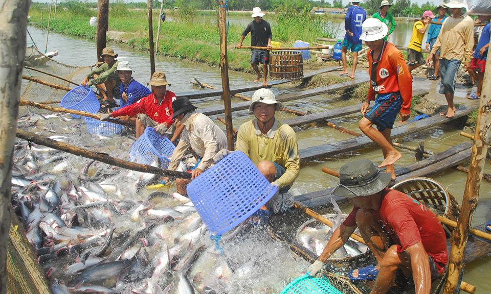 Hoa Kỳ sắp thanh tra thực tế chương trình kiểm soát cá da trơn Việt Nam