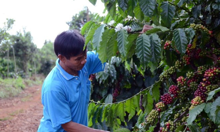 Làm gì để nâng cao giá trị nông sản Việt Nam sau thu hoạch