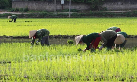 Chủ động phòng trừ sâu bệnh hại cây trồng vụ xuân