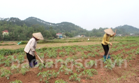 Chú trọng phát triển kinh tế tập thể