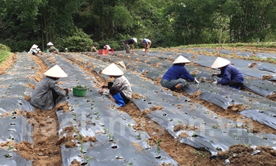 Phát huy hiệu quả quỹ hỗ trợ hợp tác xã