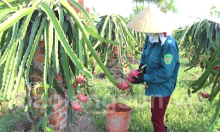 Nông dân Bắc Sơn tích cực cải tạo vườn tạp trồng cây ăn quả