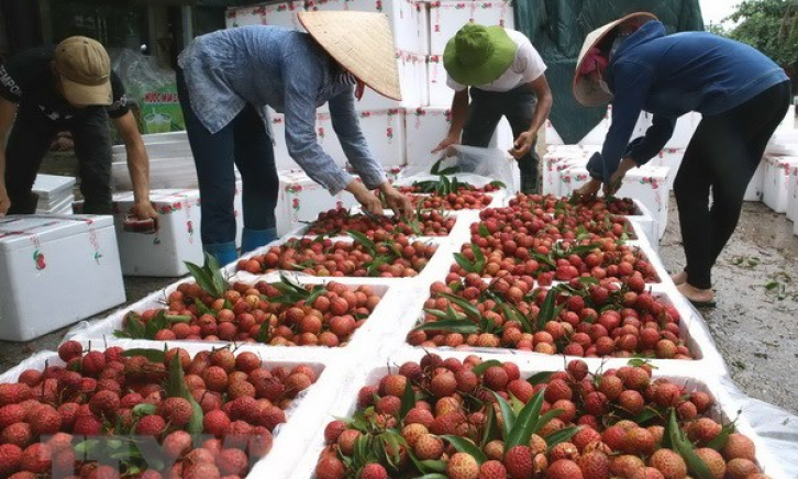 Sản lượng tăng gấp đôi, Bắc Giang lên phương án tiêu thụ vải thiều