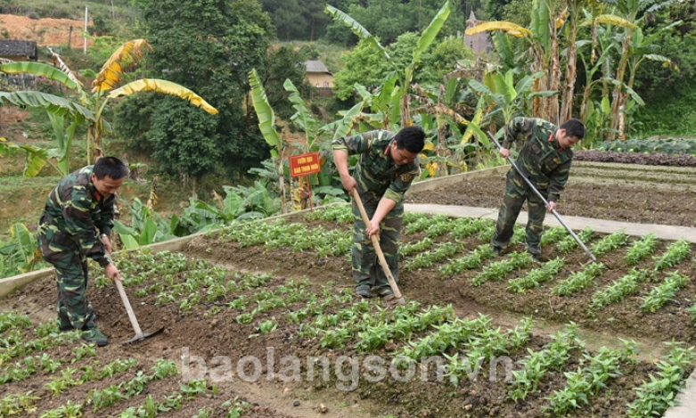 Nông lâm trường 196: Tăng gia sản xuất bảo đảm hậu cần