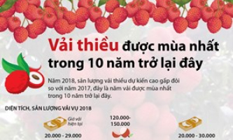 [Infographics] Vải thiều được mùa nhất trong 10 năm trở lại đây