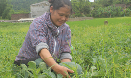 Văn Quan: Tăng thu nhập từ chuyển cây trồng