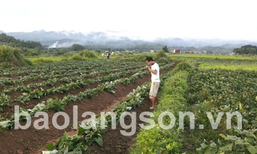 Từng bước hình thành vùng sản xuất hàng hóa