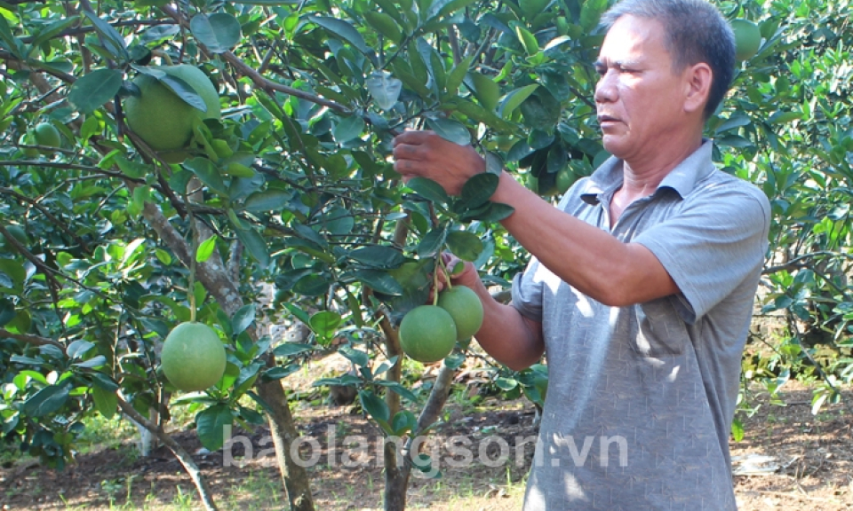 Hữu Lũng: Phát triển nông nghiệp toàn diện theo hướng hiện đại