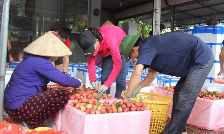 Tính đến 25/6: Sản lượng tiêu thụ vải thiều tại Bắc Giang đạt trên 176 nghìn tấn