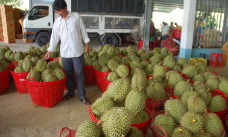 Nông dân Bến Tre phấn khởi vì sầu riêng chính vụ giá cao, khan hàng